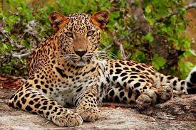Yala National Park - Gallery Image 2