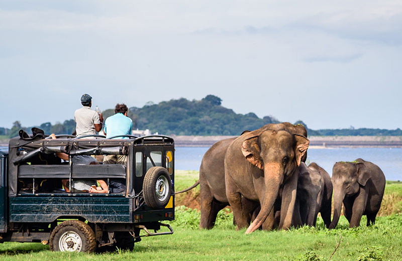Yala National Park - Gallery Image 1